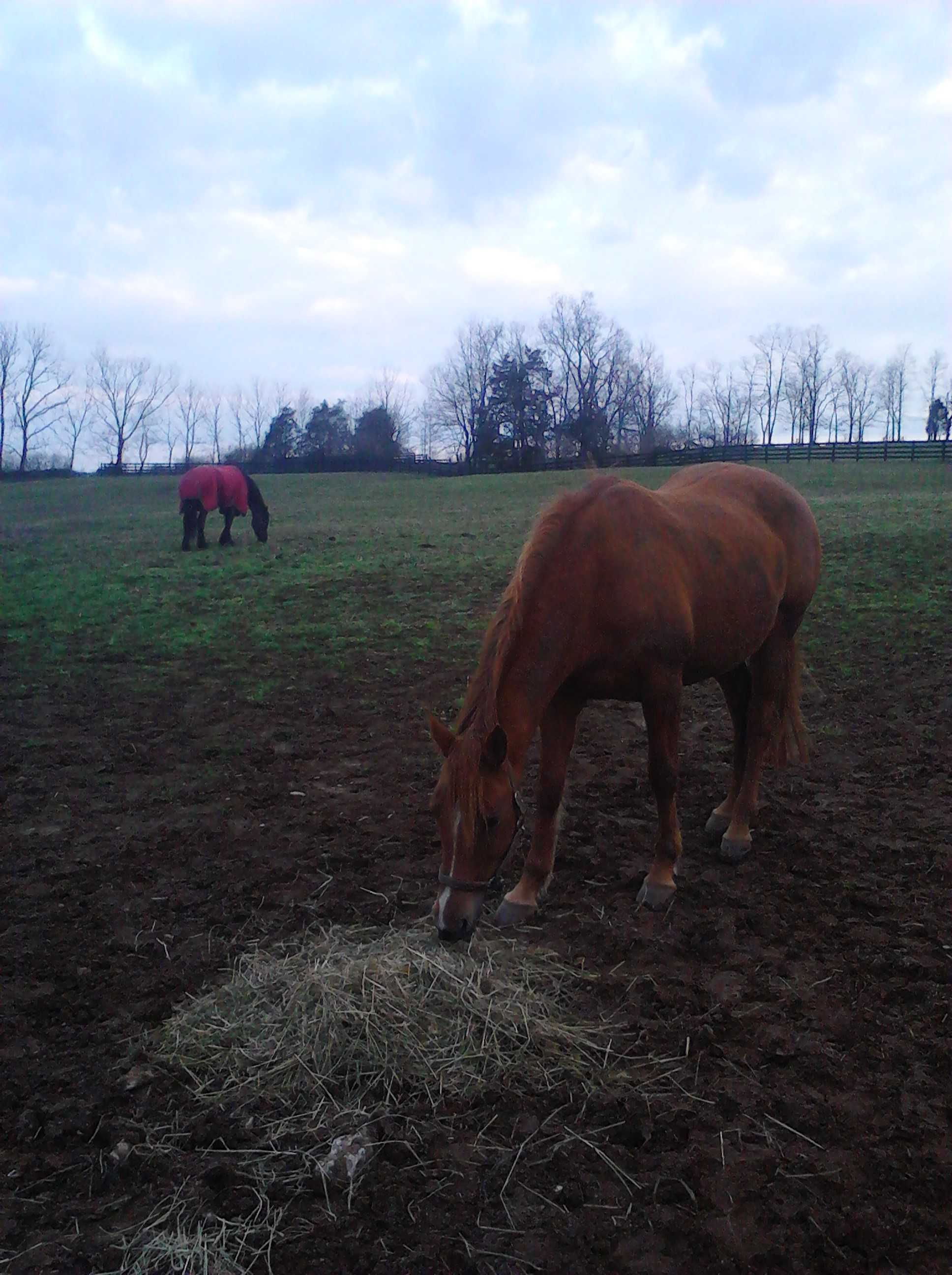 Spring grass isn't as enticing as hay for this horse on a farm in Jessamine County, Kentucky