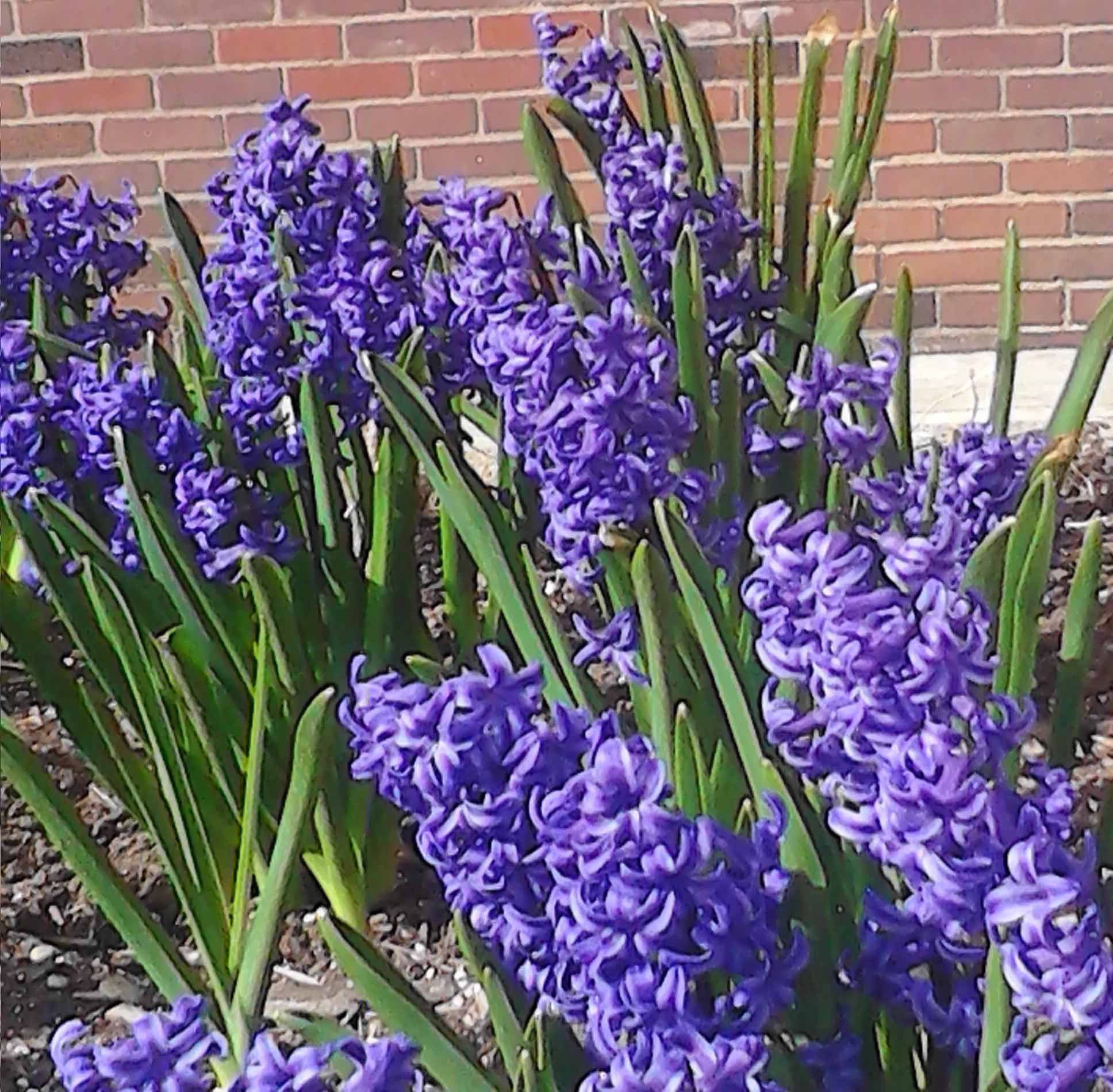 Spring beauty is blooming everywhere on UK's campus.