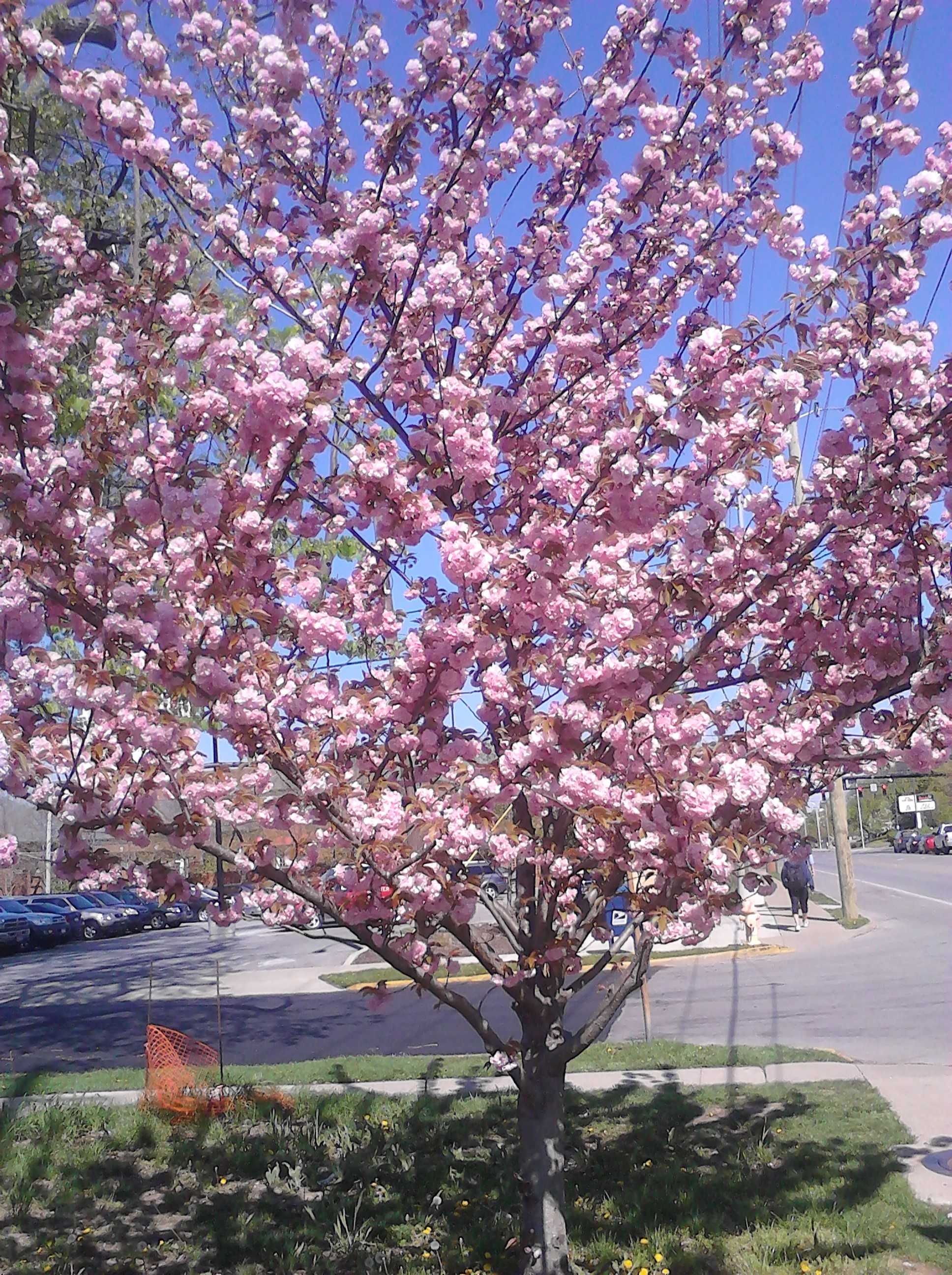 Gorgeous tree blooms near the  UK campus.